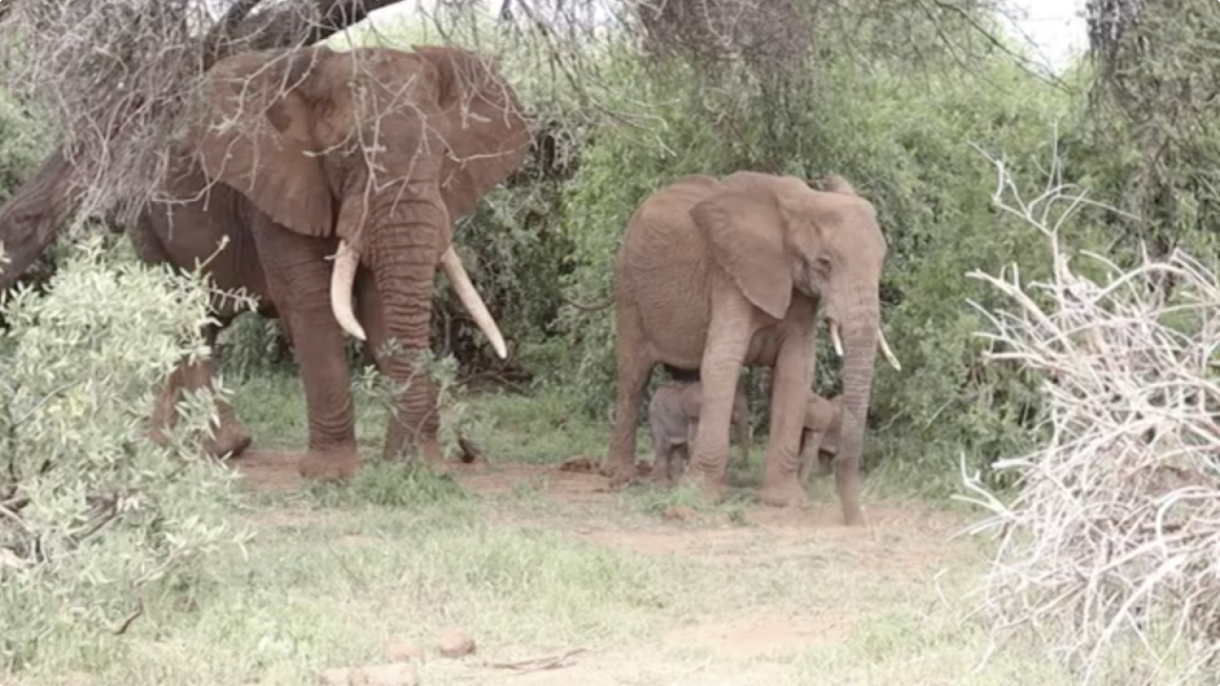 Rare twin elephants born in Kenya