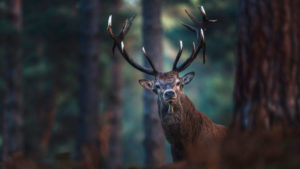 Red deer with big antlers looking curiously towards camera.