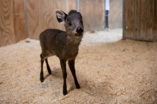 Columbus Zoo Announces Tufted Deer Fawn Will Be Named Angus