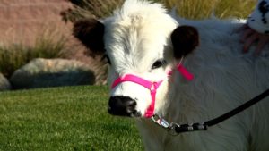 Miss Dolly Star the therapy mini cow
