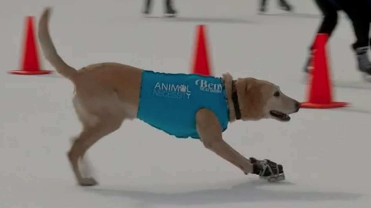Benny the ice-skating dog