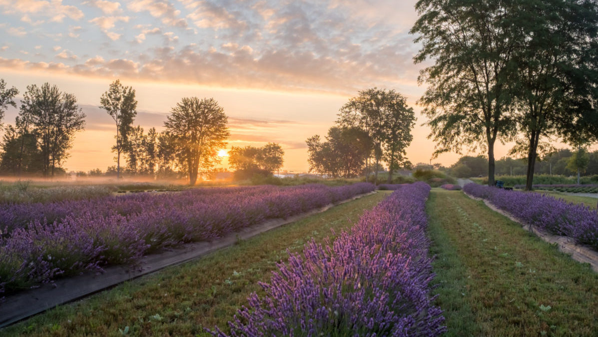 Lavender fields in Michigan during sunrise.