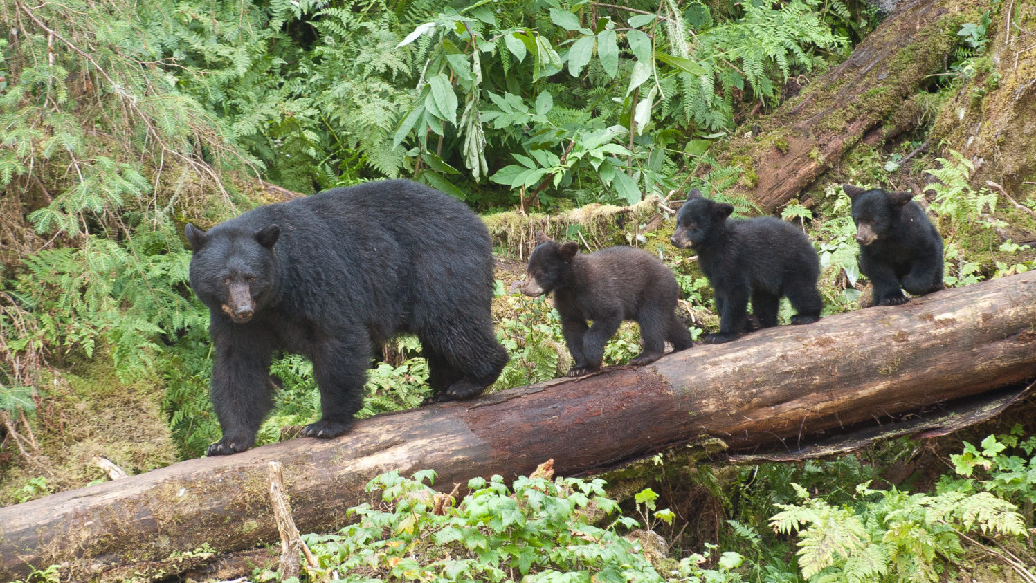 Mama bear followed by three cubs