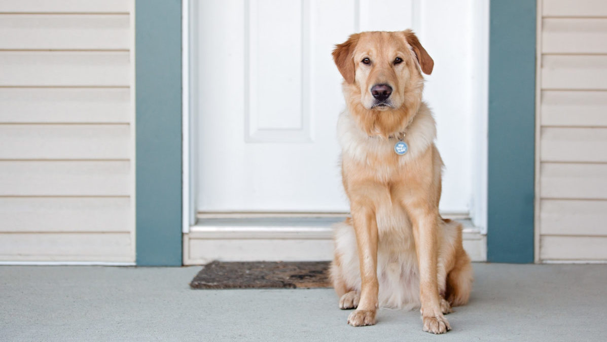 Golden retriever sits at front door of house.