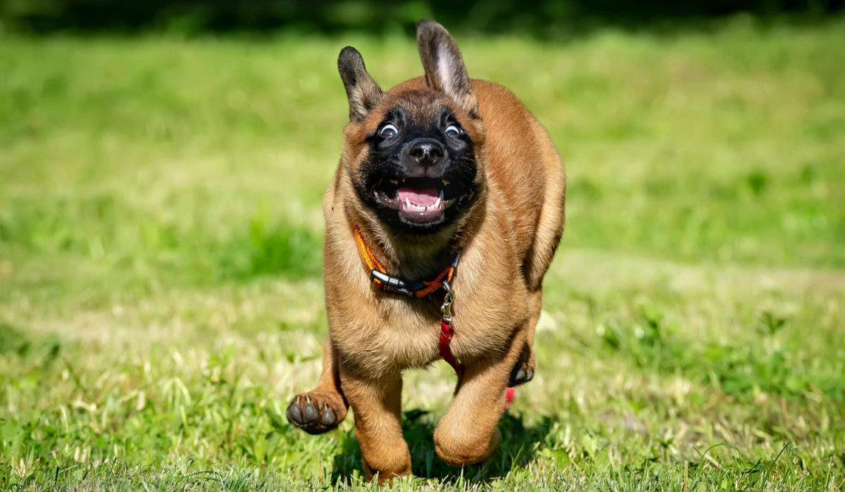 Dog zoomies: Belgian malinois puppy runs in yard