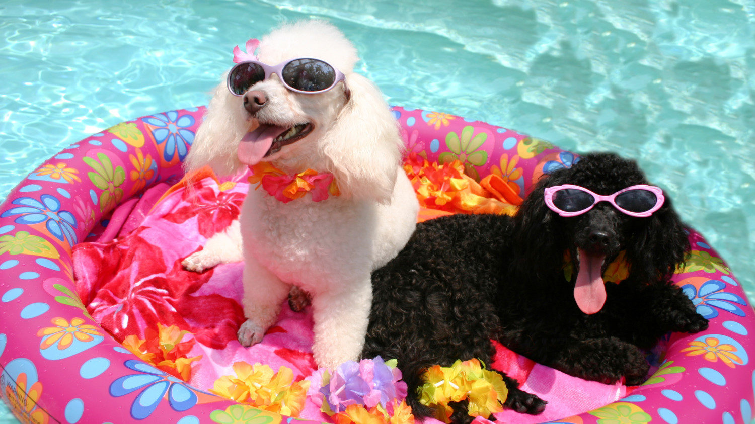 Poodles in pool