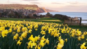 daffodils in sidmouth