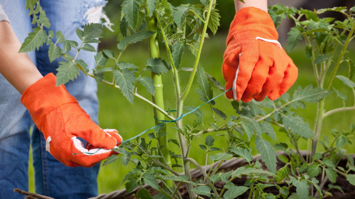 A person plants something in their garden, using gardening gloves.