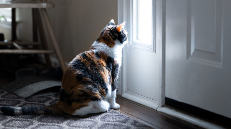 cat separation anxiety — tips for helping your cat
