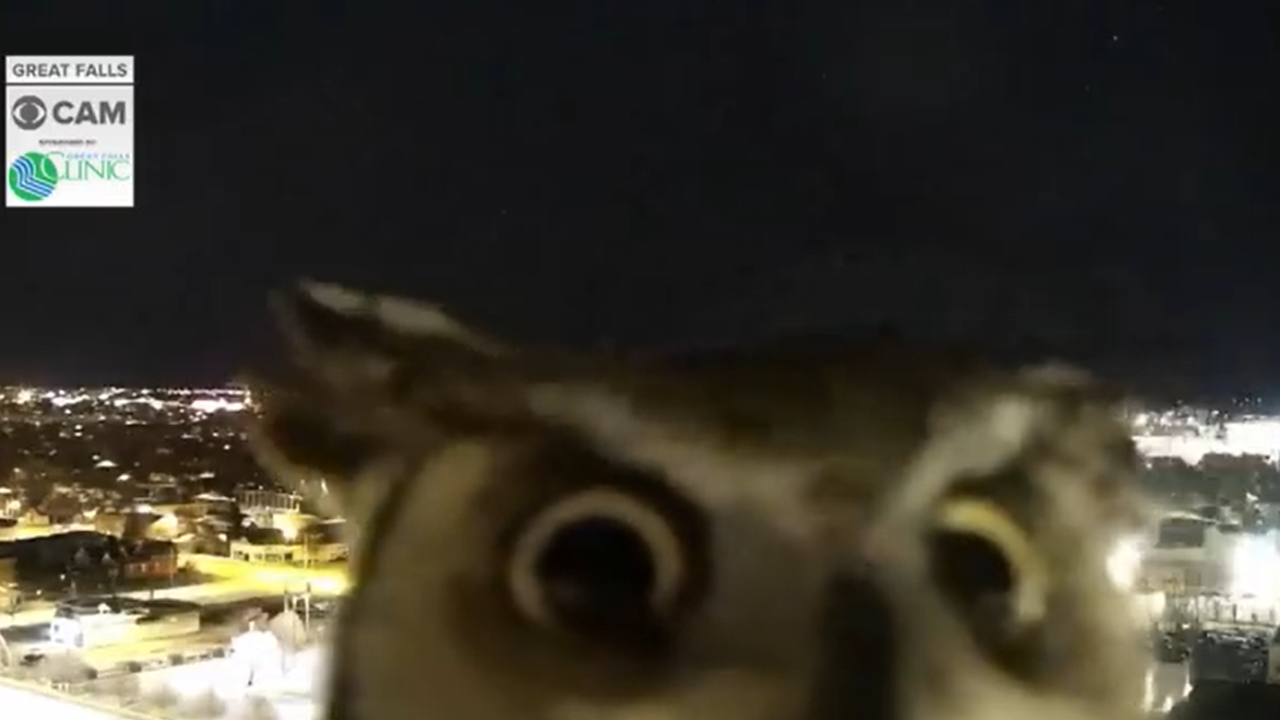 Owl captured on weather camera