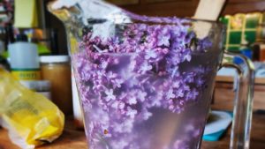 Lilac lemonade steeping in pitcher