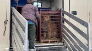 A lion is transported from Ukraine to Poland's Zoo Poznan amid the Russian attack on Kyiv.