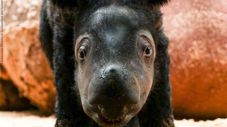 Rare Sumatran rhino born in captivity