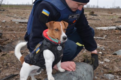 Bomb-Sniffing Jack Russell Terrier Has Found 150 Russian Bombs In Ukraine