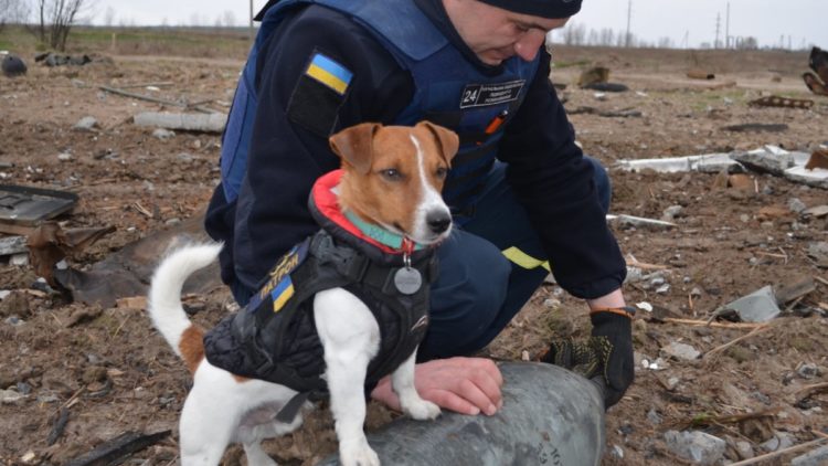 Patron the bomb-sniffing dog works in Ukraine