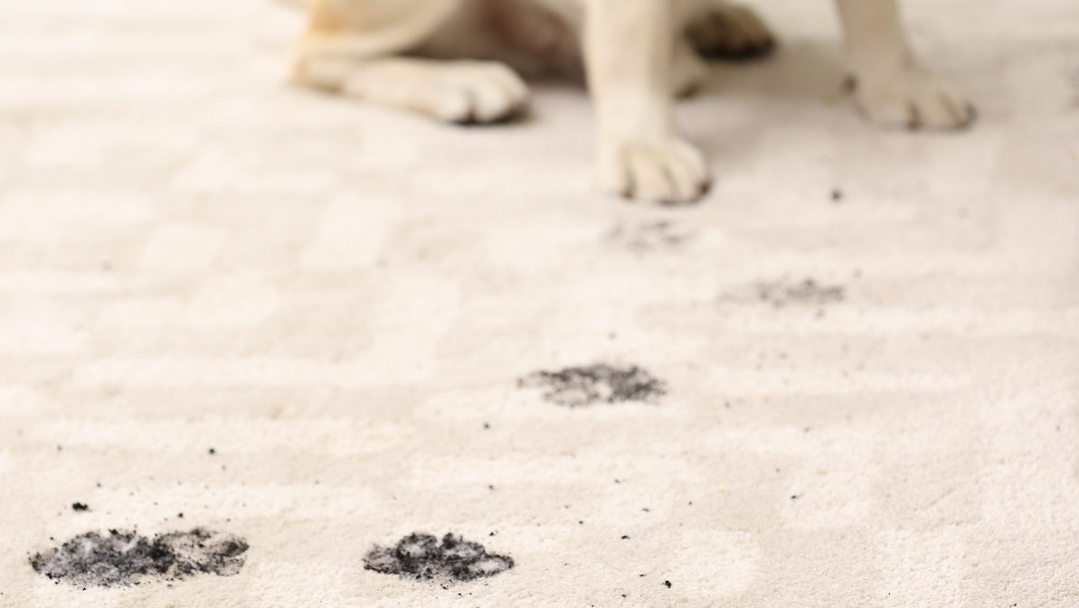 Cute dog leaving muddy paw prints on white carpet.