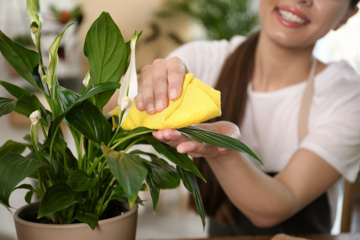 How To Clean Plant Leaves - Simplemost