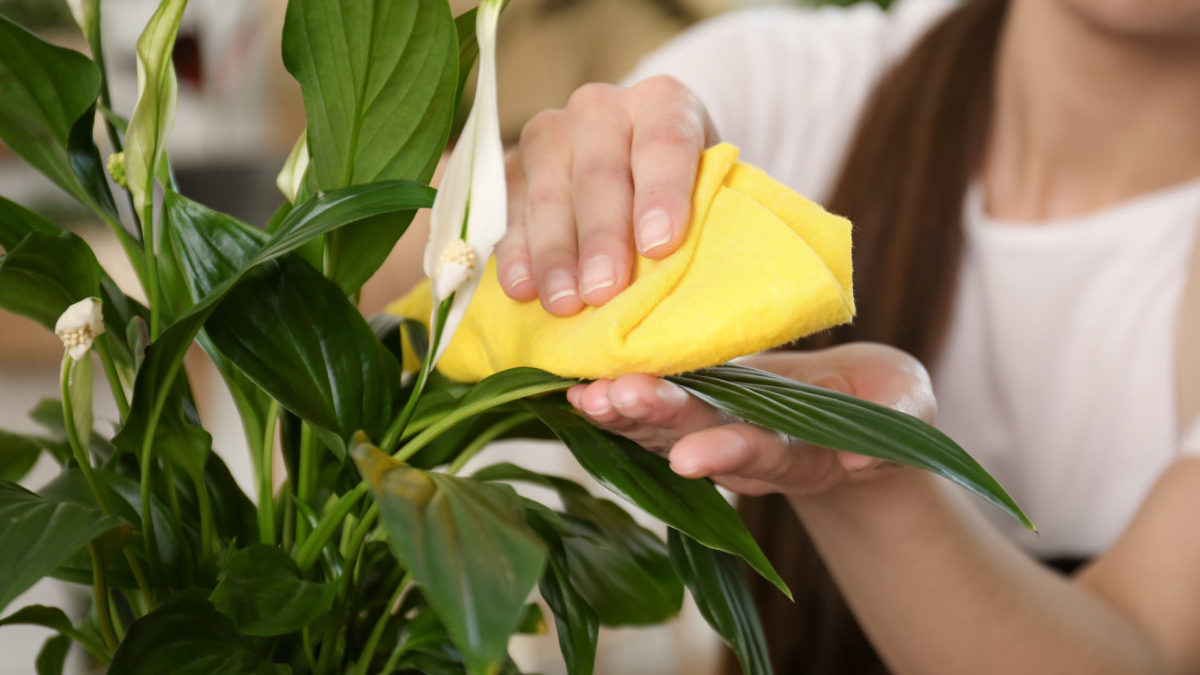 Woman cleans plant leaves
