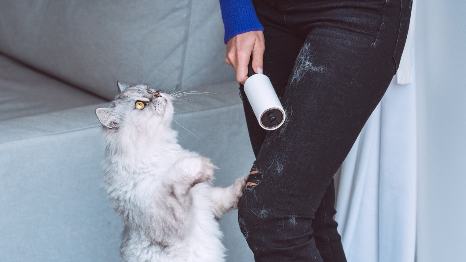 Using lint roller to remove pet hair from clothes