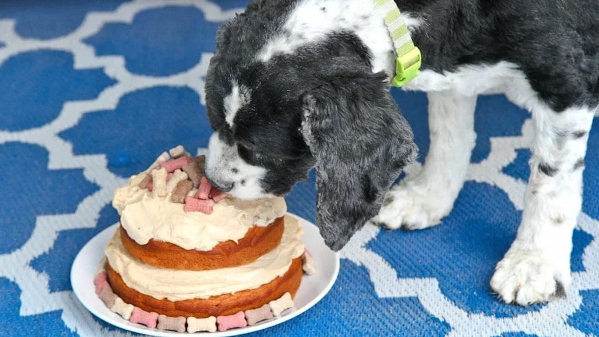 Dog eats spoiled dog cake recipe