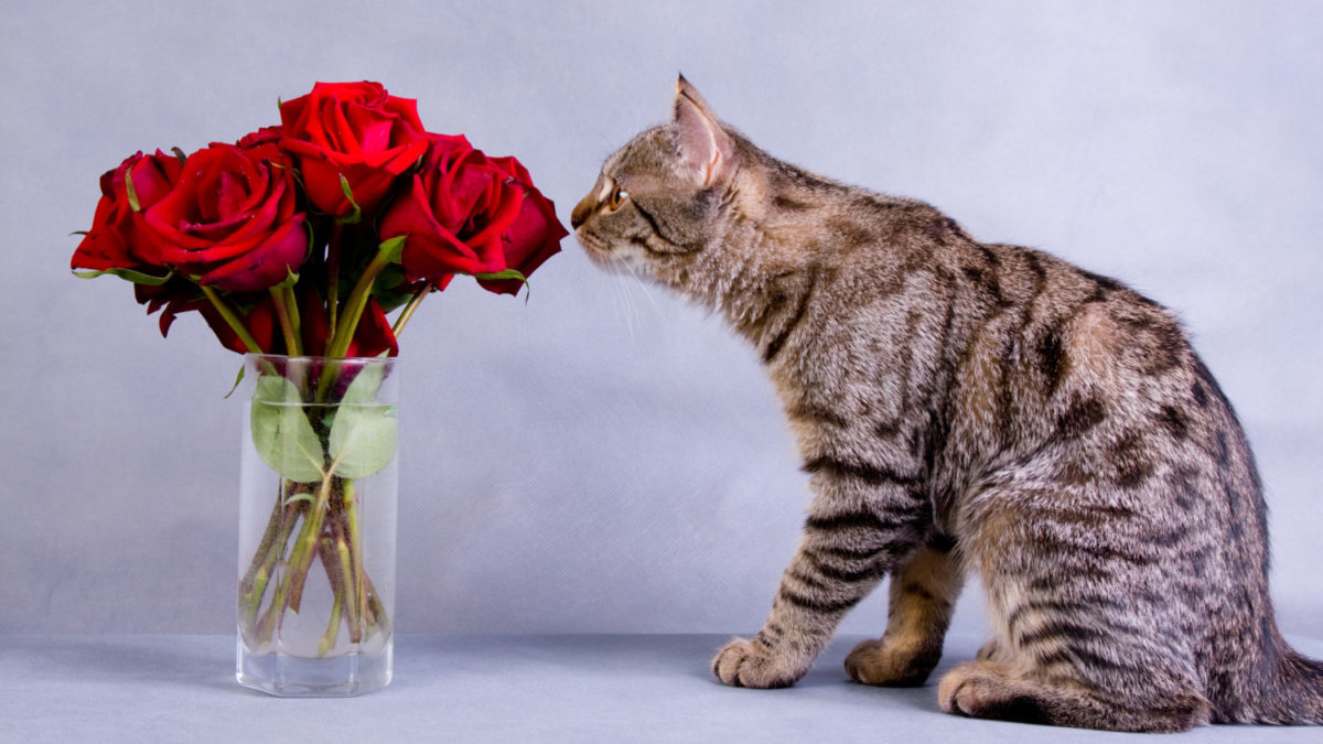 Are roses toxic to cats? A cat sniffs a bouquet of roses.