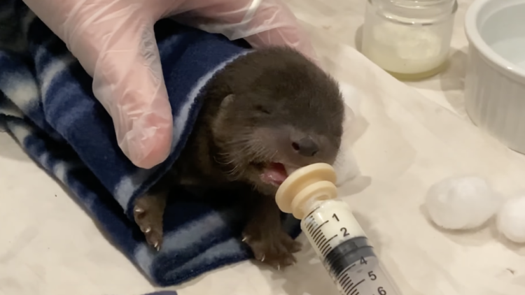 Baby otter being fed via dropper