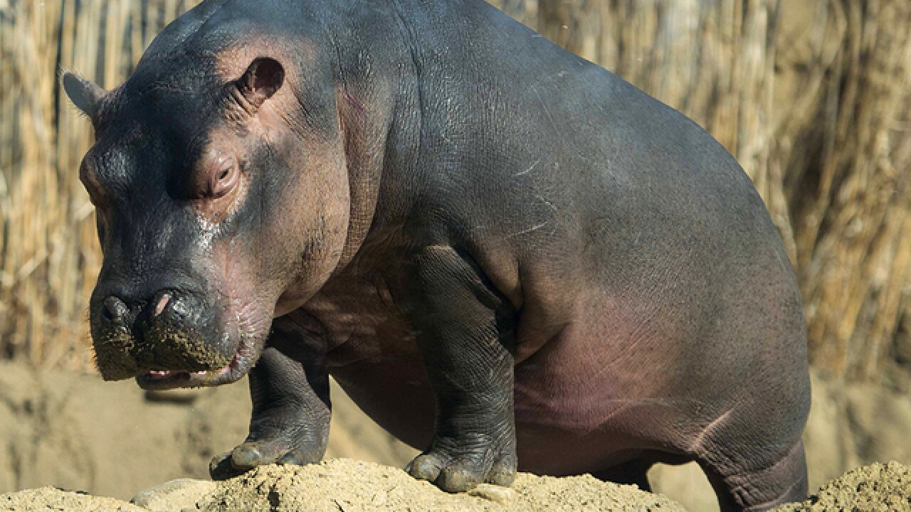 Cincinnati Zoo's famous hippo, Fiona, on her first birthday in 2018.