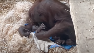 Endangered orangutan Kitra with her new baby