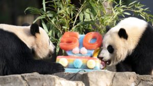 Pandas at Smithsonian National Zoo eat ice cake