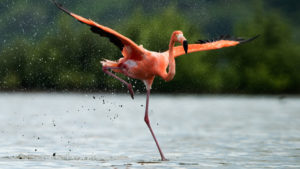 Flamingo runs across water before taking flight