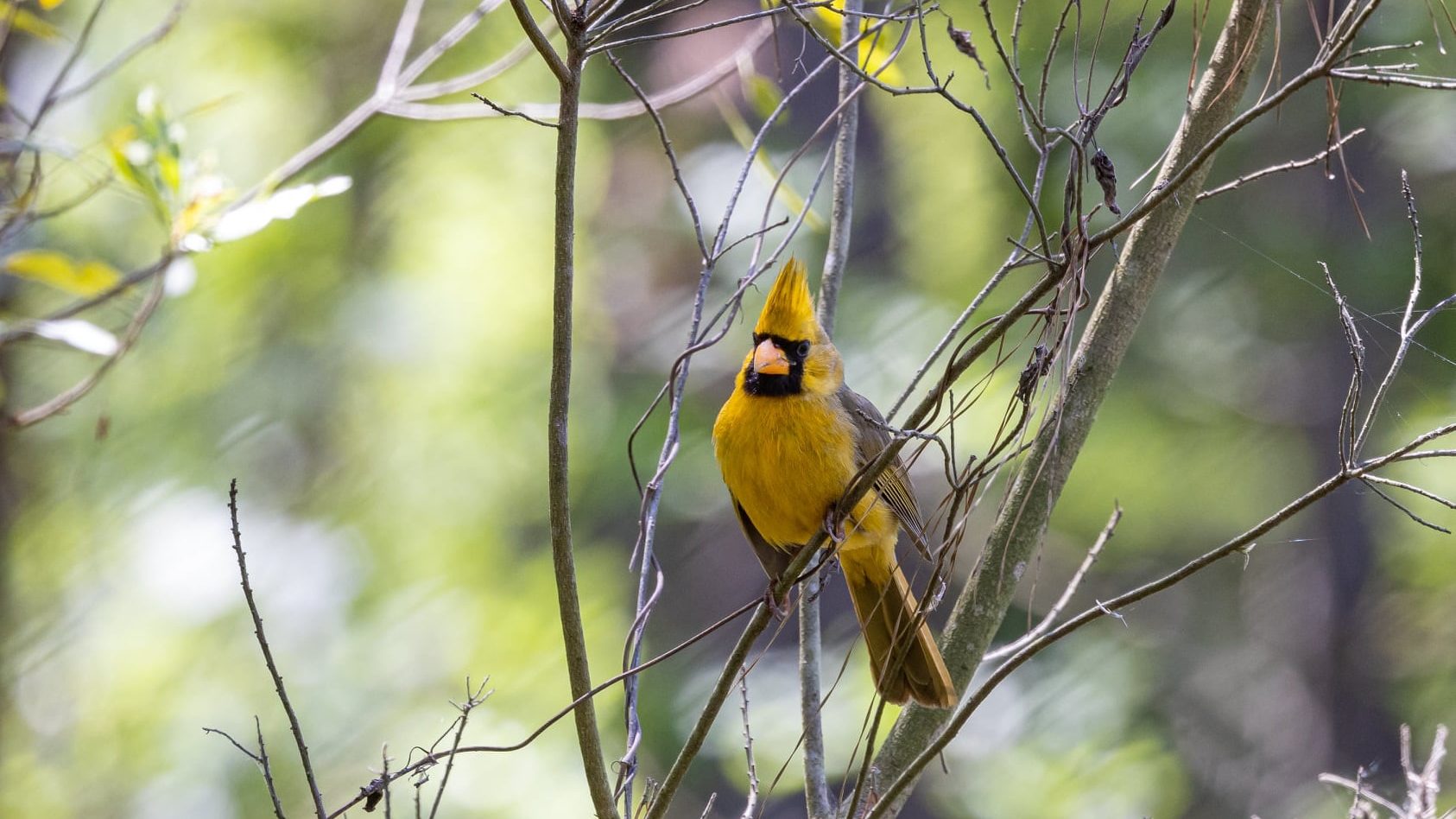 Rare yellow cardinal spotted in Florida woods