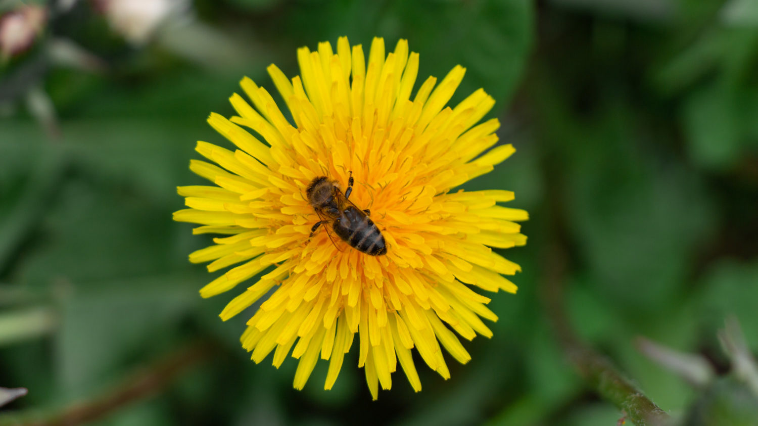 Honey bee on dandelion on no-mow lawn