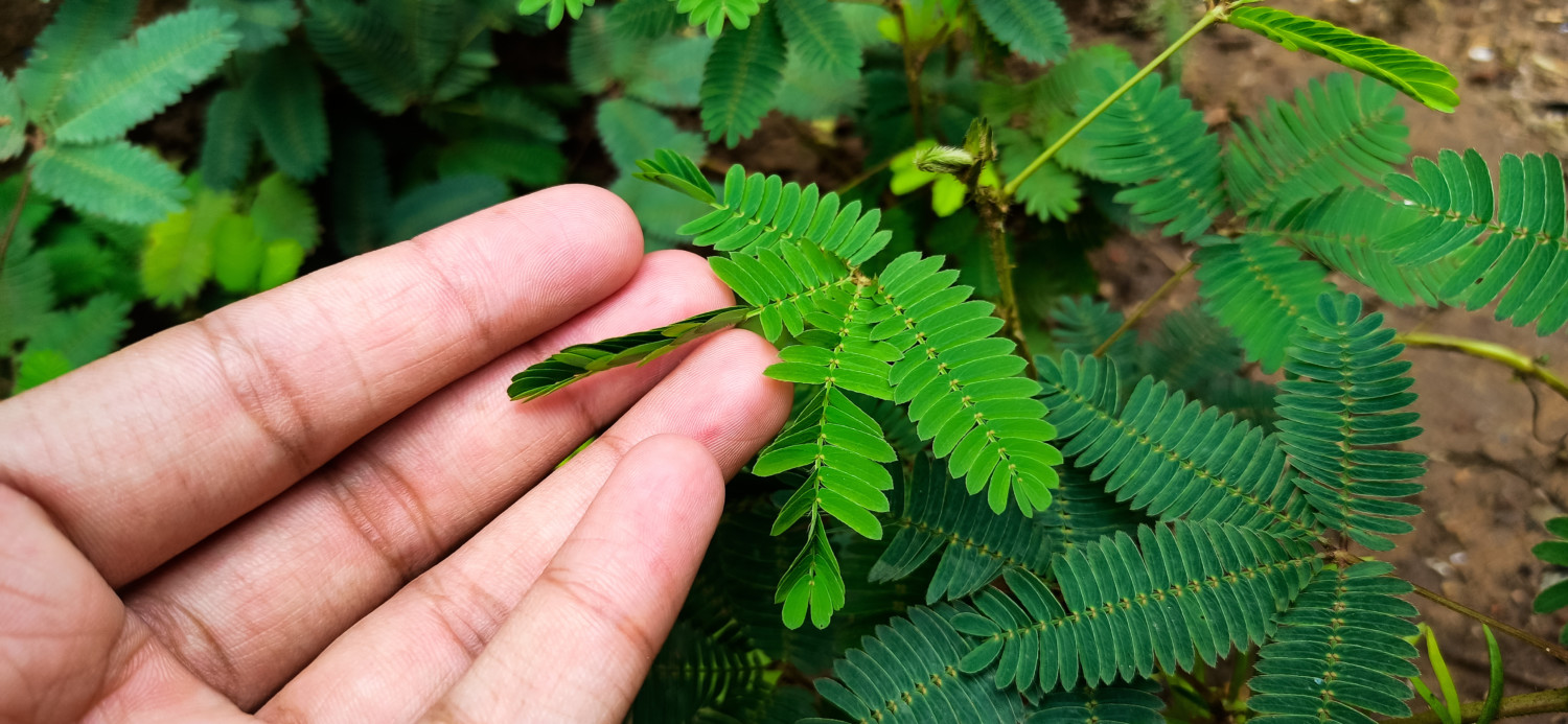 Tickle-me plant's leaves close when touched