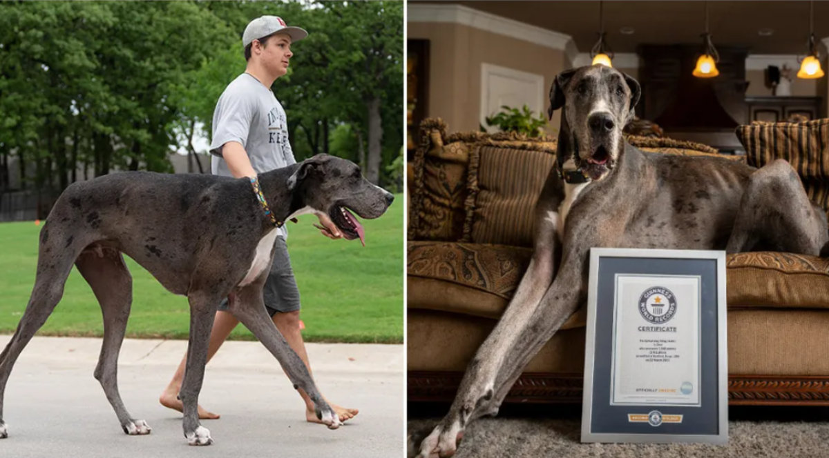 Great Dane Zeus, Guinness' world's tallest dog
