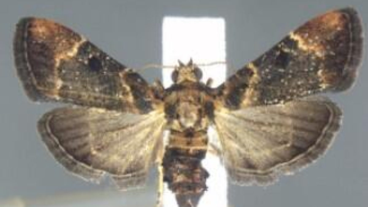 Rare moth found in luggage at Detroit airport