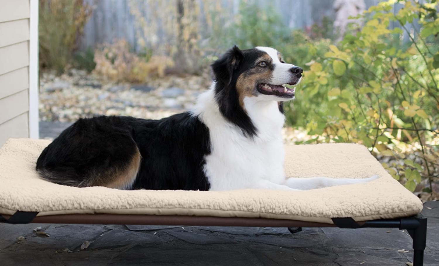 Dog on raised pet bed