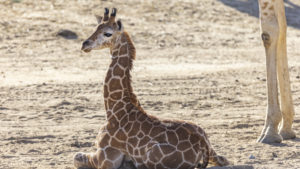 Baby giraffe Msituni uses leg braces made for humans