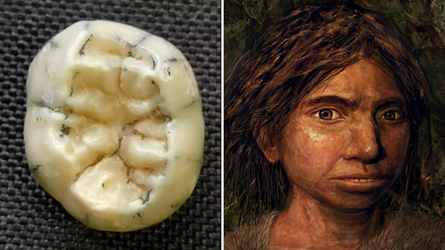 Ancient tooth found and artist's rendering of Denisovan human