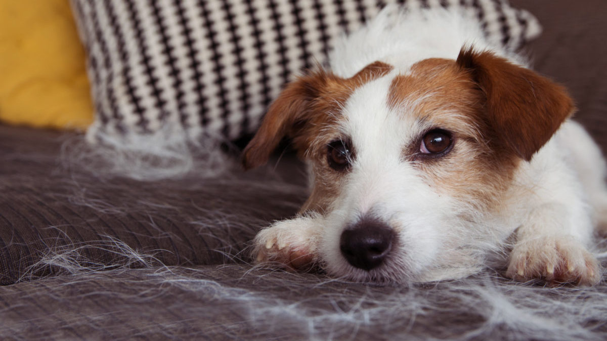 Jack Russell terrier sheds white fur on sofa.