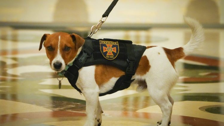Patron, the bomb-sniffing dog in Ukraine