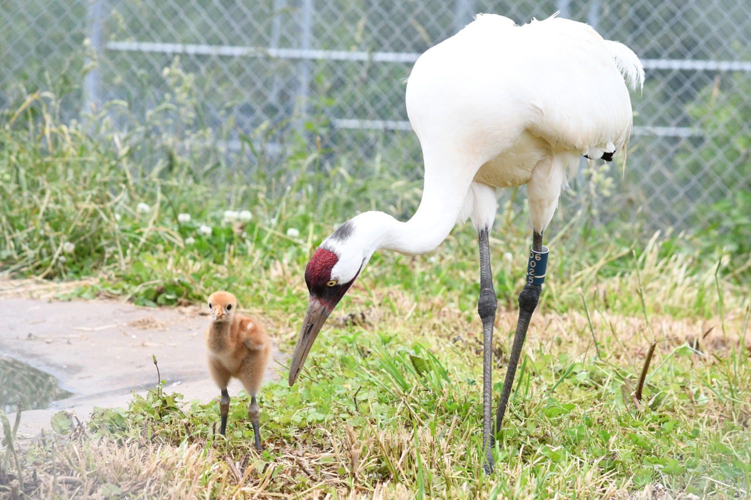 Baby whooping crane and parents
