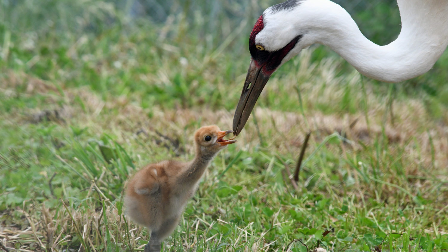 Parent and baby whooping crane born at National Zoo