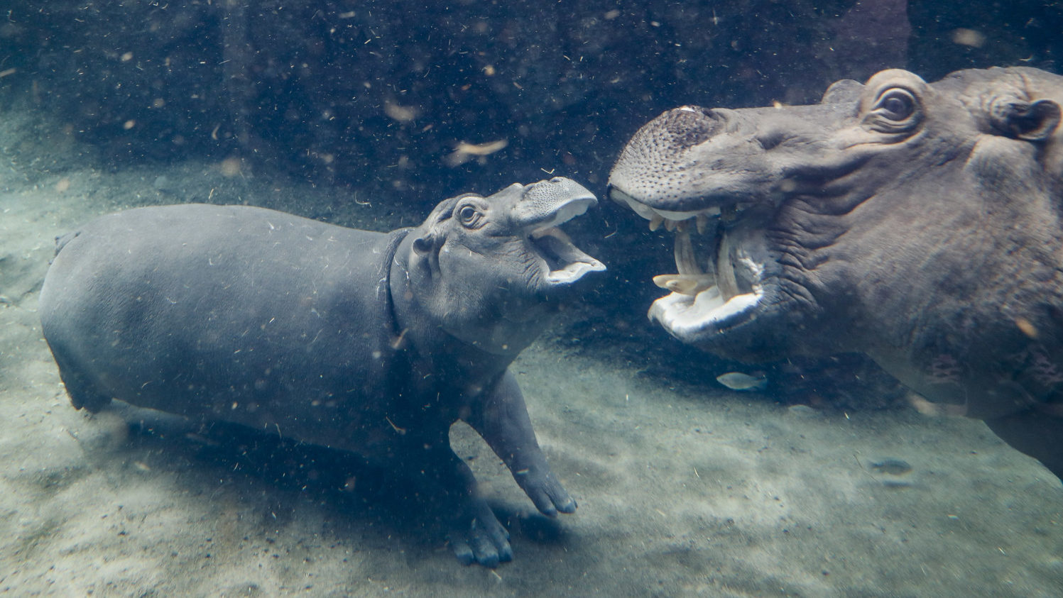 Baby hippo Fiona and mom Bibi