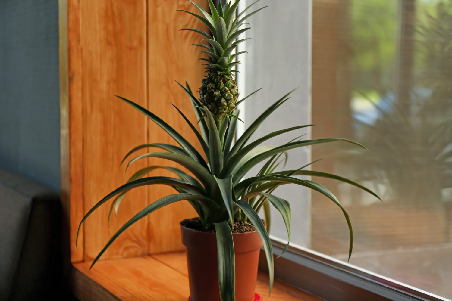 Pineapple plant on wooden windowsill