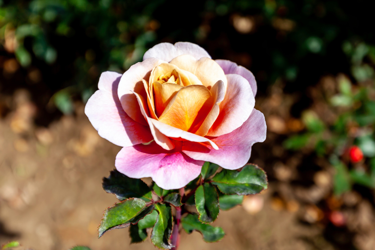 Distant Drums rose cultivar in bloom