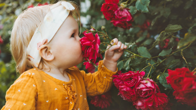 young girl smelling bright, deep pink rose on bush
