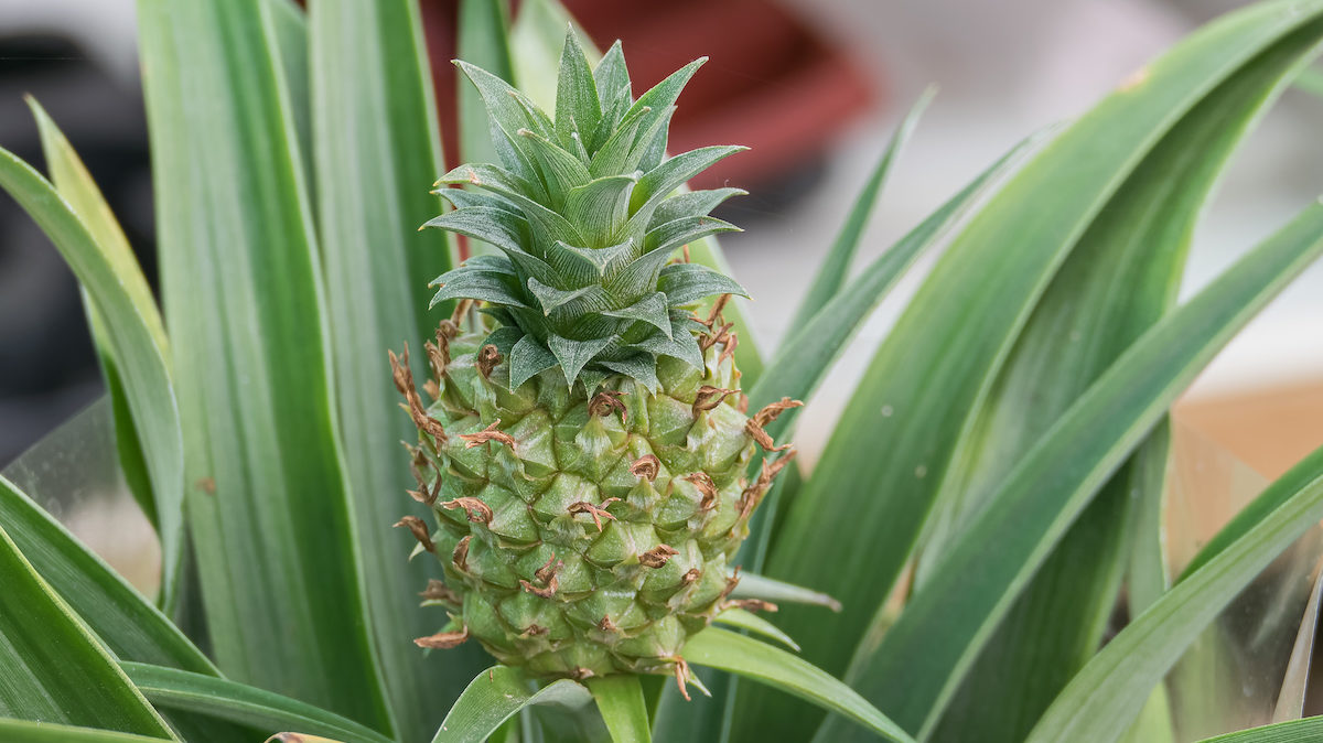 A pineapple plant grows.