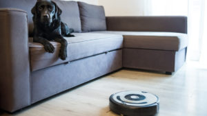 A black dog watches a robot vacuum from the couch.