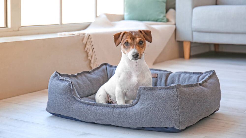 A dog sits upright in a dog bed.