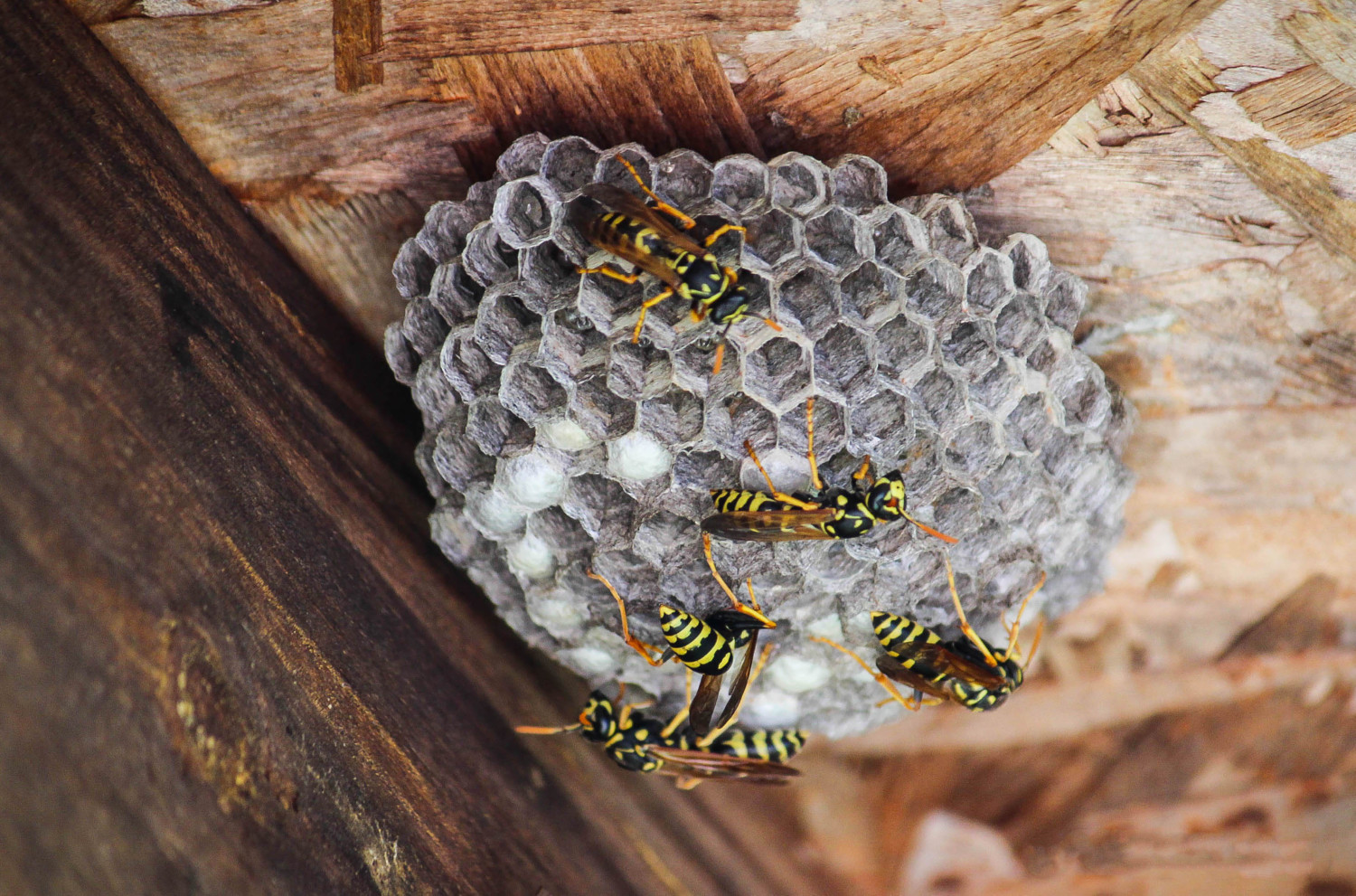 wasps nest with wasps